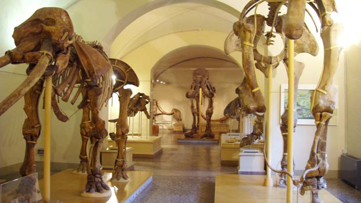 museo-storia-naturale